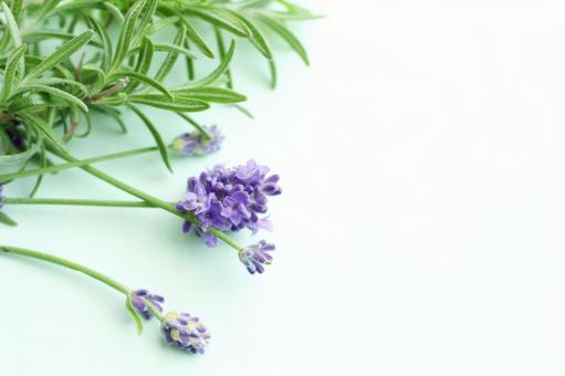 フレッシュハーブの写真