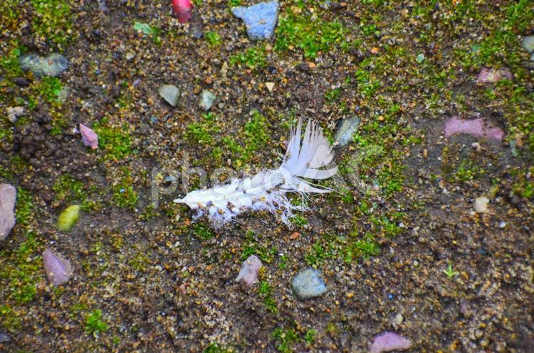 土にまみれる白い羽根 羽根,鳥の羽根,白の写真素材