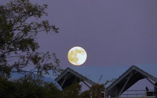 スーパームーン20251105 スーパームーン,月,満月の写真素材