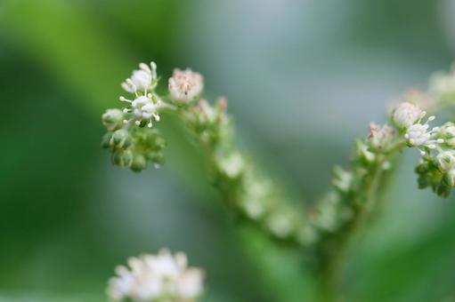 タコノアシの写真