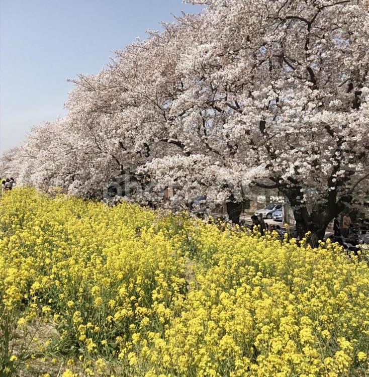 菜の花と桜 花,風景,自然の写真素材