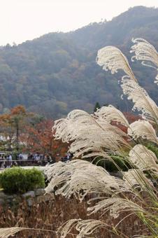 Arashiyama and Japanese silver grass, JPG Arashiyama and Japanese silver grass, JPG