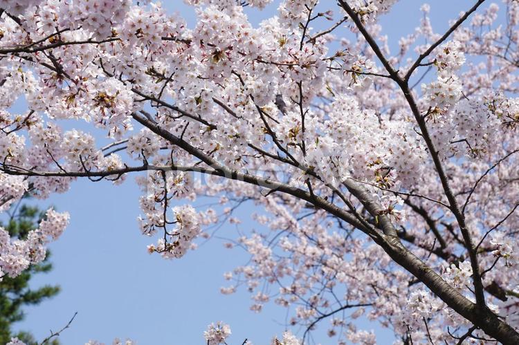 青空と桜 桜,満開,青空の写真素材