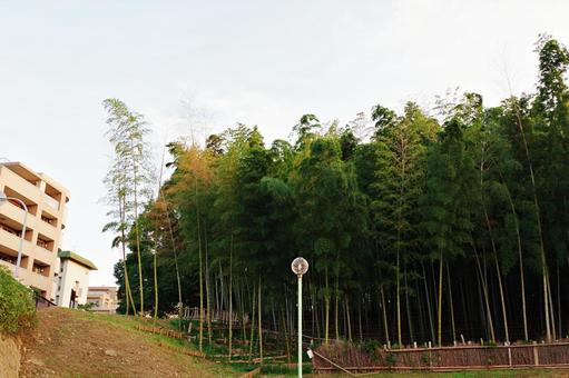 秋の公園風景 竹林,孟宗竹,大阪みどりの百選の写真素材