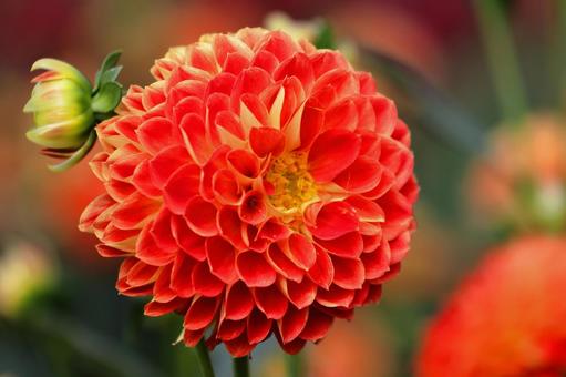 オレンジのダリア オレンジのダリア ダリア,花,秋の写真素材