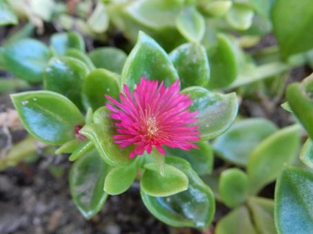 【花の写真】ハナツルソウ(花蔓草) 【花の写真】ハナツルソウ(花蔓草)の写真