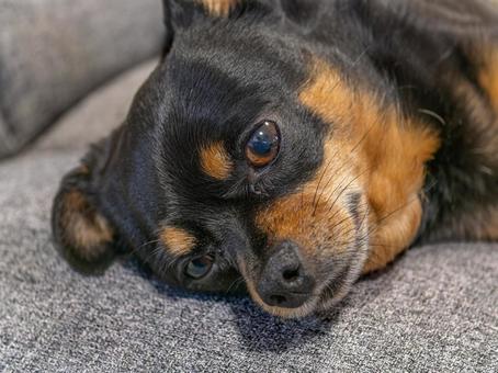ソファで寝る小型犬・チワワ・ミニピン ソファで寝る小型犬・チワワ・ミニピン 犬,わんこ,ペットの写真素材