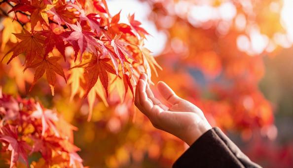 紅葉に手を添える女性 紅葉に手を添える女性の写真