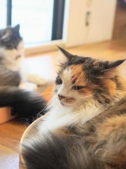 猫(ノルウェイジャンフォレストキャット) 猫(ノルウェイジャンフォレストキャット)の写真
