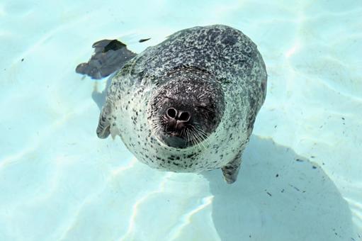 ゴマフアザラシ あさひやま動物園 ゴマフアザラシ あさひやま動物園 ゴマフアザラシ,アザラシ,動物園の写真素材