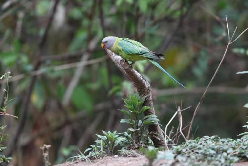 コセイインコ コセイインコの写真