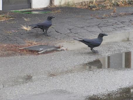 カラス カラスの写真