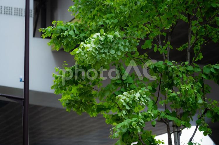 街路樹 街,木,道の写真素材