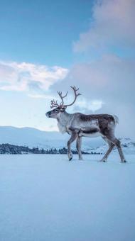 雪の中のトナカイ クリスマス 動物 雪の中のトナカイ クリスマス 動物の写真