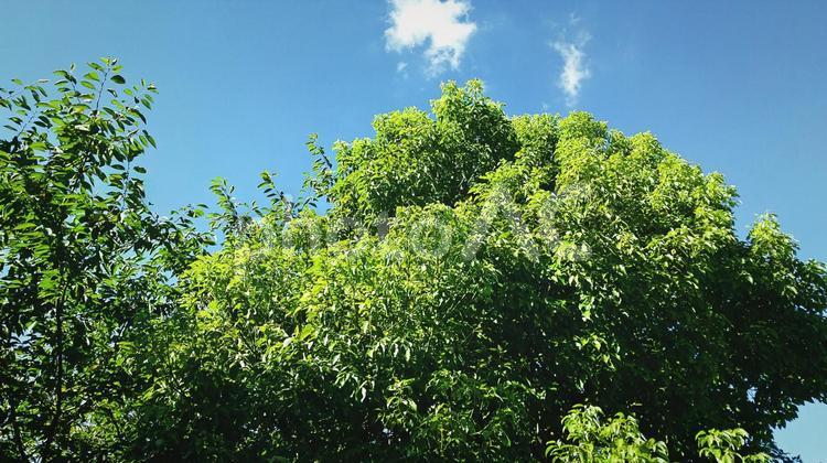 木の下から.29 植物,木,木の下からの写真素材