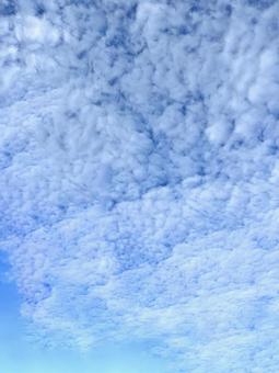 秋の鱗雲 秋の鱗雲の写真