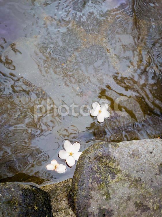 水に浮かぶ桜 川,せせらぎ,岩の写真素材