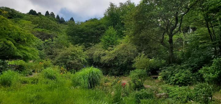 山の緑3 山の緑3 植物,夏,山の写真素材