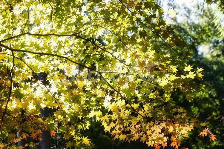 美しい京都の秋、紅葉の風景 紅葉,紅葉狩り,モミジの写真素材