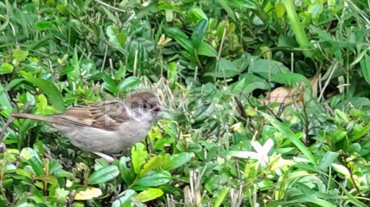 すずめの散歩2 すずめ,鳥,動物の写真素材
