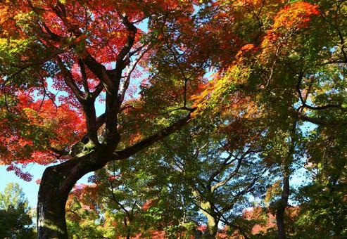 秋の記憶の写真