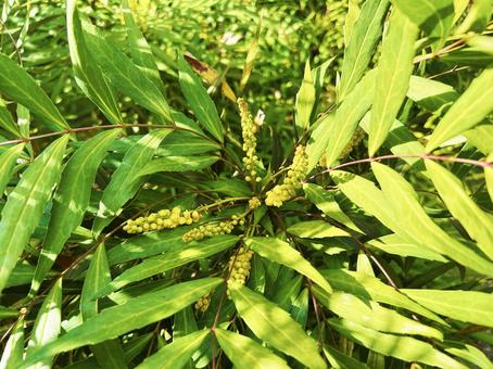 色鮮やかなヒイラギナンテン ヒイラギナンテン,色鮮やか,房の写真素材