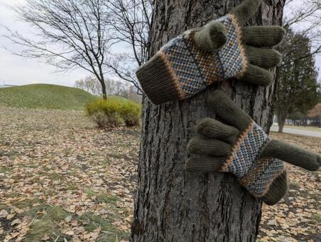 暖冬の手袋ポツリ② 木,屋外,樹木の写真素材