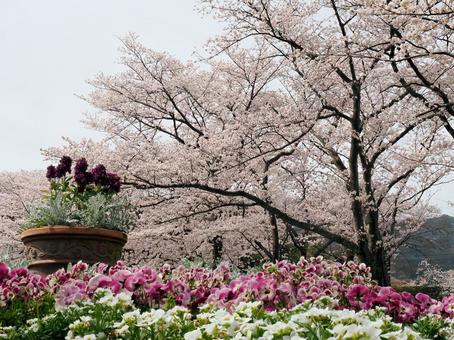 満開の桜と花壇の写真