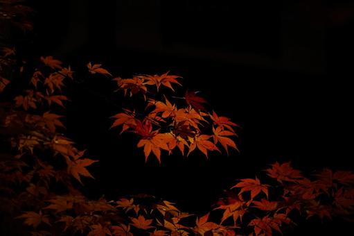 紅葉 紅葉の写真