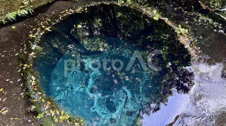 柿田川湧水群 柿田川湧水群,雪解け水,神秘の写真素材