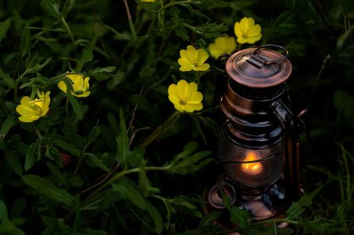 黄色い花とランタン 花,自然,植物の写真素材