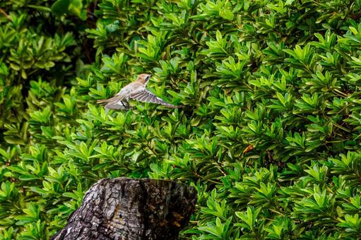 モズの若鳥⑶ モズの若鳥⑶の写真