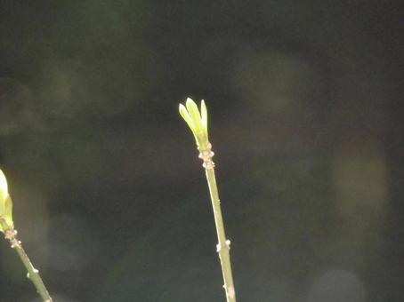 小さい新芽 小さい新芽の写真
