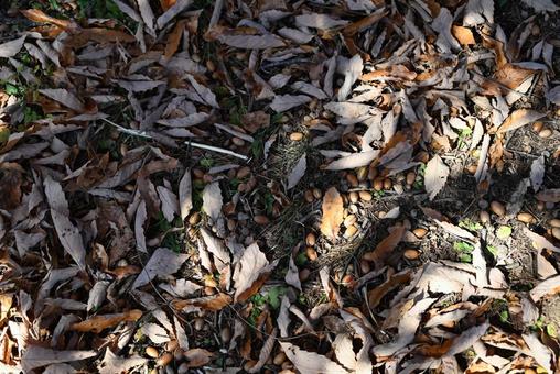 どんぐり どんぐり,枯れ葉,落ち葉の写真素材