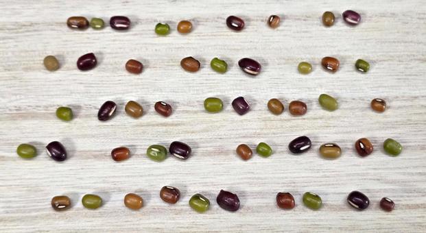 小豆、緑豆、ササゲ豆 小豆、緑豆、ササゲ豆 小豆,緑豆,ササゲ豆の写真素材