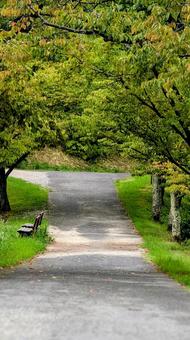穏やかな初秋の木々とベンチのある道 穏やかな初秋の木々とベンチのある道 並木道,道,道路の写真素材