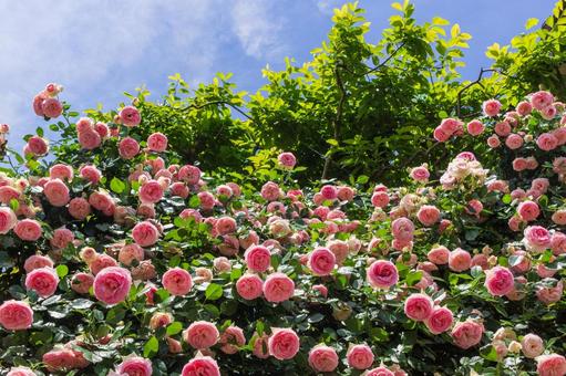Pink Rose 1, JPG