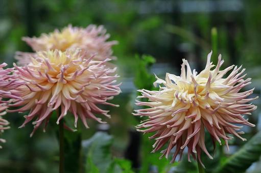 Photo, dahlia, flower, asteraceae plant, 