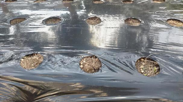 農業用穴あきマルチ 農業用穴あきマルチ,穴あきマルチ,マルチシートの写真素材