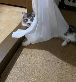 かくれんぼ(はみ出た編) かくれんぼ(はみ出た編)の写真