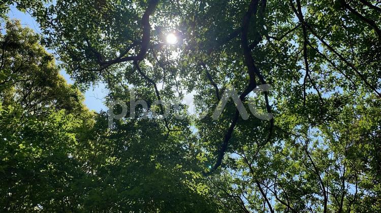 春の木漏れ日 木漏れ日,新緑,森林浴の写真素材