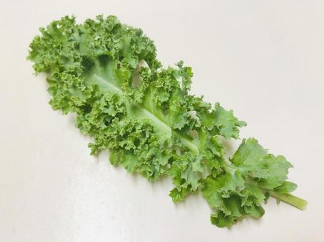 ケール(カーリーケール)1枚 ハーブ ケール(カーリーケール)1枚 ハーブ カーリーケール,ケール,野菜の写真素材