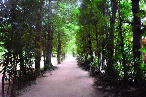 素材 沖縄の風景 素材 沖縄の風景の写真