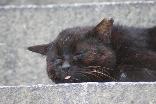 ねこ 箱座り,飼い猫,家猫の写真素材