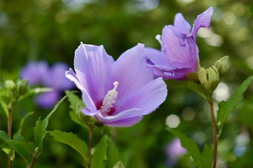 Rose of Sharon, JPG