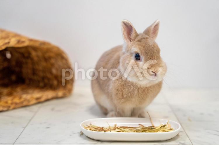 食事をしているネザーランドドワーフ うさぎ,ウサギ,兎の写真素材