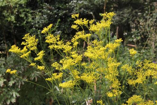Photo, ominaeji, a flower, many small flowers, 