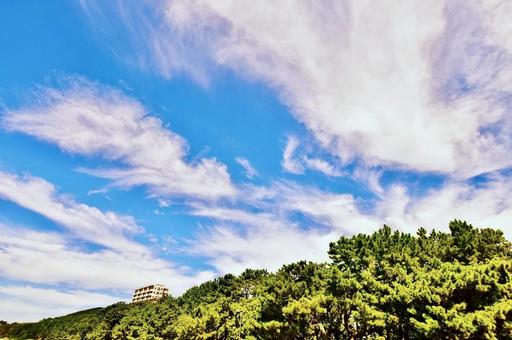 秋晴れの砂浜の砂防林 秋晴れの砂浜の砂防林の写真