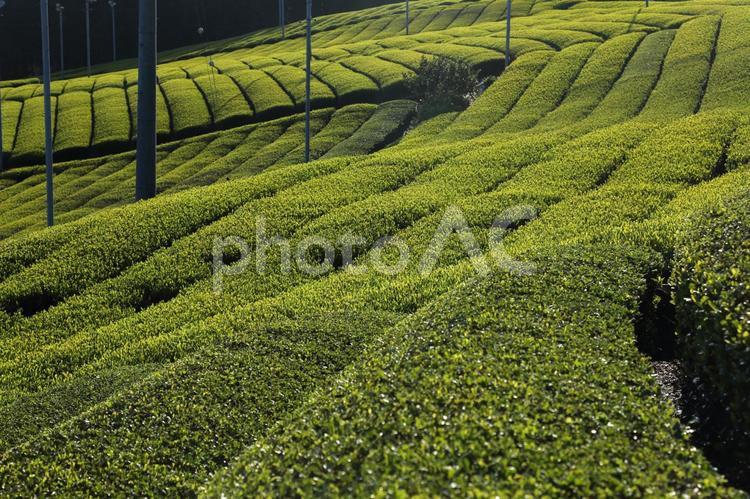 緑の絨毯 茶園,緑,新緑の写真素材