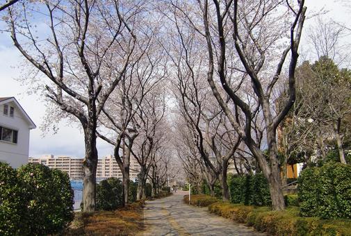 桜の季節-40 桜の季節-40 桜,木,幹の写真素材